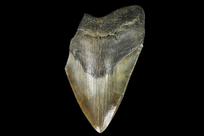 Partial Fossil Megalodon Tooth - Serrated Blade #130011